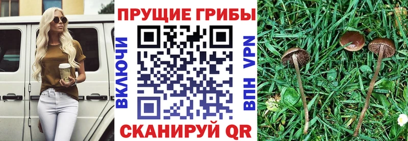 Галлюциногенные грибы мухоморы  кракен ONION  Шуя 